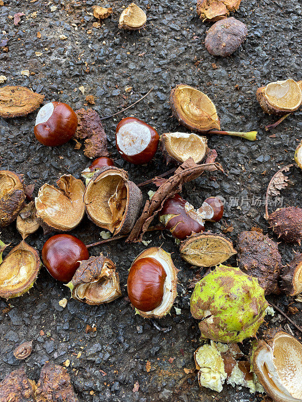 柏油地面上的欧洲七叶栗子(Aesculus hippocastanum)果实的图像，光滑的棕色种子(松果)在绿色中带白色疤痕，有刺的案例，裂开的蒴果，高架视图